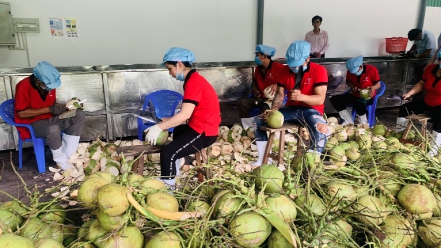 Coconut exports likely to exceed US$1 billion in the time ahead